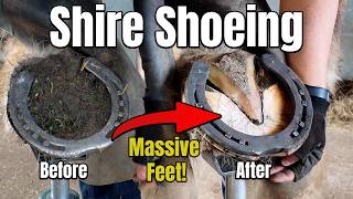 Shoeing a Shire Horse  Oddly Satisfying Hoof Restoration  ASMR  Farrier  Horse Shoeing [upl. by Everest]