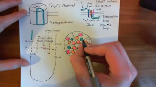 The GluCl Channel and Ivermectin Part 2 [upl. by Hcurab]