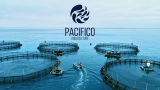 Innovators of Modern Ocean Farming  Pacifico Aquaculture [upl. by Utimer316]