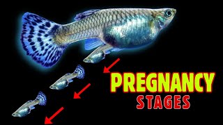 Guppy Fish Pregnancy Stages and Live Birth caught on Camera [upl. by Souza]