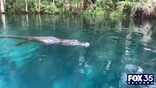 Alligator swims toward woman tries to bite paddleboard at Central Florida park [upl. by Ynohtn]