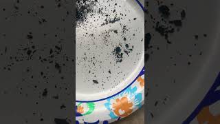 Quick and easy way to get springtails [upl. by Ynohta922]