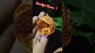 Beautiful Flower 🌹amazing Lanthan hibiscus 🌺 ytviral song lovesong hindisong ytshort viral [upl. by Danika]