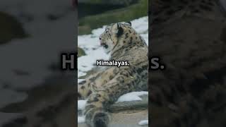 Discover the Snow Leopard’s Tail [upl. by Poucher]