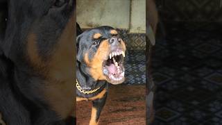 aggressive dog barking sound rottweiler angrypuppy funnyanimal pets animalhumor cute angry [upl. by Aibsel]