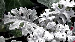 Dusty Miller plant Silver ragwort Jacobaea maritima [upl. by Llenel]