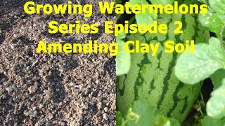 Growing Watermelons Series Amending Clay SoilEpisode 2 [upl. by Heather]