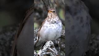 Hear the Swainsons Thrush Song [upl. by Werna]