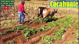 🍇 Asi se Cultiva el CACAHUATE en la Mixteca Oaxaca 🌾 [upl. by Eciralc33]