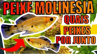 🔴MOLINÉSIA QUAIS PEIXES COLOCAR JUNTO Mr Betta [upl. by Namra]