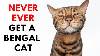 16 Reason Why You Not Adopt A Bengal Cat [upl. by Mirth]