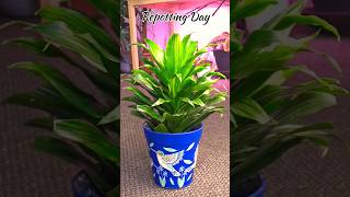 Repotting Dracaena Janet Craig  Home Garden [upl. by Caras]