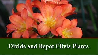 How to Divide and Repot Clivia Plants [upl. by Ennoid]