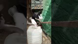 Laka Peigonviralvideo birds petszoo petzoo animals zoozoo mminizoo fy [upl. by Ilatan755]