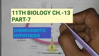 Class 11 BiologyCh13 Part7Chemiosmotic hypothesisStudy with Farru [upl. by Royal]