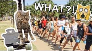 CAT Breaks Skateboarding WORLD RECORD [upl. by Eniad572]