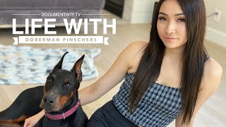 WHATS IT LIKE OWNING A DOBERMAN PINSCHER [upl. by Omland211]