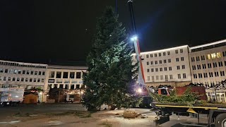 Nach Transportproblemen Weihnachtsbaum erreicht endlich Kassel 13112024 [upl. by Nossah436]