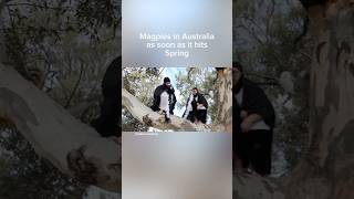 Magpies in Australia as soon as it hits spring repost… shorts [upl. by Helli]