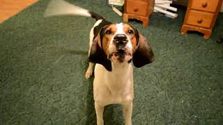 Jax Treeing Walker Coonhound Howling Away [upl. by Erline]