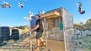 Flying My High Flyer Pigeons [upl. by Raynard730]