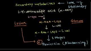 Penicillin production biosynthesis [upl. by Laehcimaj394]