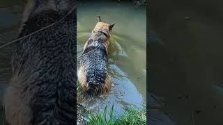 dog swimming waterfunny [upl. by Ayenet800]