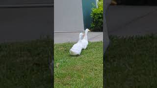 Pekin Ducks with Angel White Feathers Waddle amp Quack on Hot Afternoon Oviedo Florida [upl. by Brade]