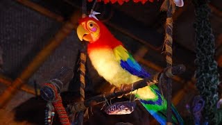 Walt Disneys Enchanted Tiki Room  Magic Kingdom Full Show [upl. by Llejk]