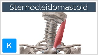 Sternocleidomastoid Muscle Function amp Anatomy  Human Body  Kenhub [upl. by Ilrebmik428]