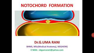 NEURULATION  NOTOCHORD FORMATION DEVELOPMENT OF NOTOCHORD [upl. by Atsocal]