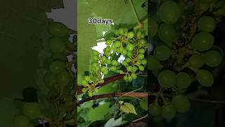 Grapes life cycleyoutubeshorts fruit ytshorts garden [upl. by Boeke]