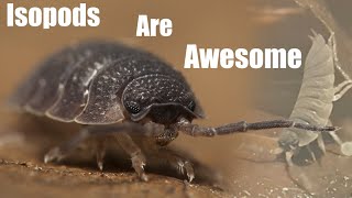 Isopod Colonies Are More Fun Than Youd Think  Homemade Porcellio scaber terrarium [upl. by Isbel38]