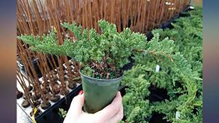 Dwarf Japanese Garden Juniper Juniperus procumbens ‘Nana’  4quot Potted  Healthy review [upl. by Yelnats]