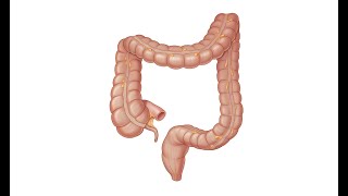 Large Intestine 5 Parts [upl. by Llechtim]