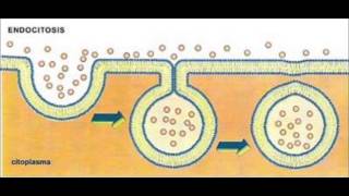 Movimiento Membrana Plasmatica Endocitosis y Exocitosis [upl. by Ahseinek]