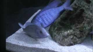 Cyrtocara moorii Blue Dolphin  breeding dance [upl. by Lebasi420]