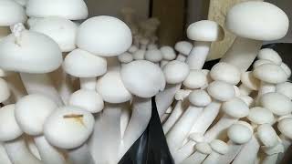 Cultivation of exotic mushroomsShimeji whiteHypsizygus ulmarius fruiting [upl. by Oiralih]