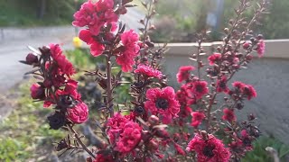 Leptospermum scoparium Manuka medicinal plant [upl. by Kuhlman359]