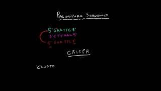 Palindromic Sequences [upl. by Nlycaj]