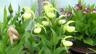 Cypripediums in pots [upl. by Dorca]