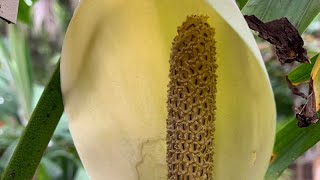 Monstera adansonii  Swiss Cheese Plant [upl. by Leede432]