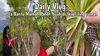 VLOG Petik buah belimbing wuluh amp Nanas muda untuk masak sama Yola [upl. by Adnoyek709]