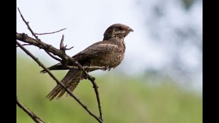 Nightjar 1h bird sound [upl. by Sibley]