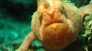 Facts The Frogfish [upl. by Bowra]