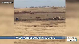 TRNP officials and wild horse advocates disagree over microchipping wild herd [upl. by Marina]