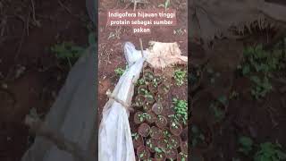 indigofera pakan protein pakansilase peternak domba dombaunggul breeding fattening fyp [upl. by Aicil]