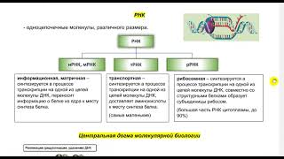 ОТКРЫТЫЙ УРОК ПО БИОЛОГИИ для ознакомления с курсом Тема РНК ТРАНСКРИПЦИЯ РЕПЛИКАЦИЯ [upl. by Valoniah752]