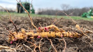 Real World Wildlife Products GIANT MISCANTHUS Planting Video 1 [upl. by Coffeng]