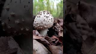 mushroom forest nature caucasus [upl. by Nilekcaj]